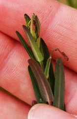 Hypericum linariifolium