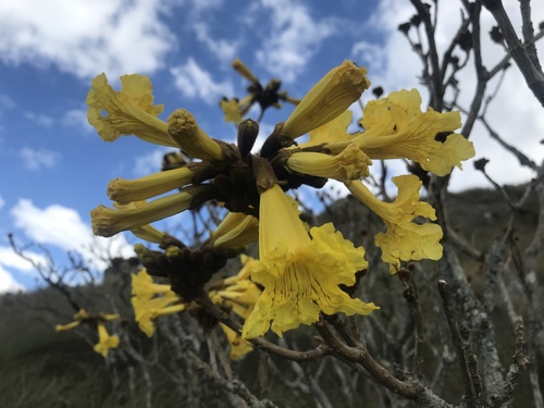 Handroanthus catarinensis (A.H.Gentry) S.O.Grose