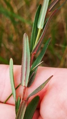 Hypericum linariifolium