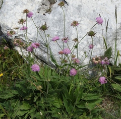 Knautia baldensis