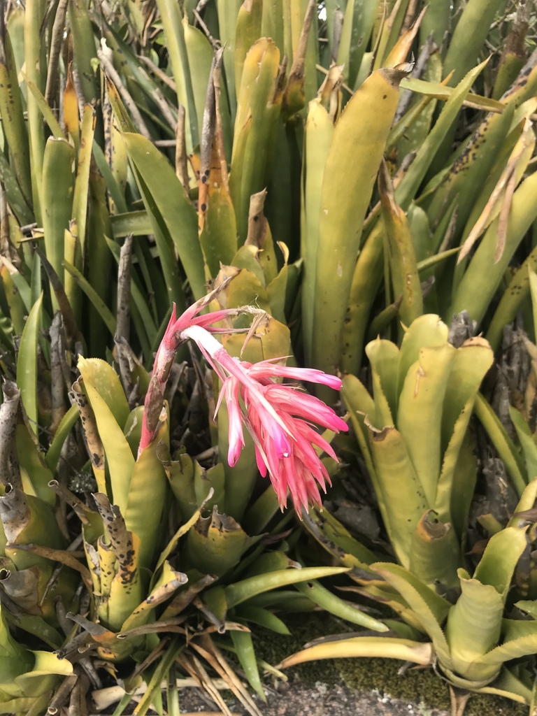 Quesnelia imbricata