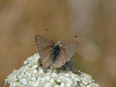 Tharsalea xanthoides