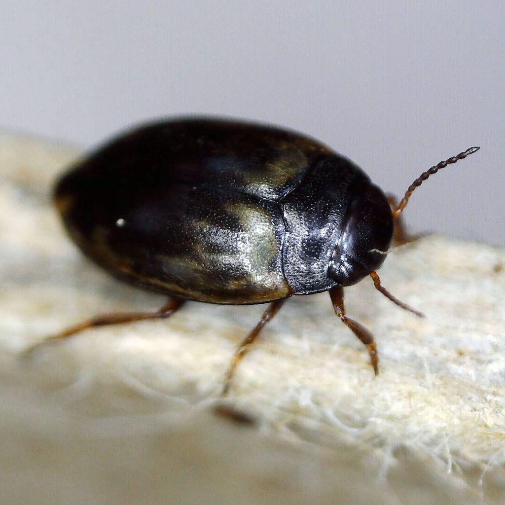 Hydroporus tessellatus