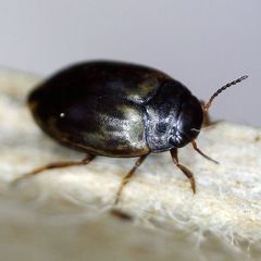 Hydroporus tessellatus