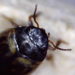 Hydroporus tessellatus