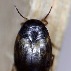 Hydroporus tessellatus