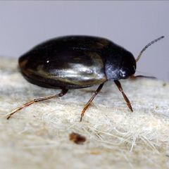 Hydroporus tessellatus