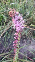 Liatris acidota