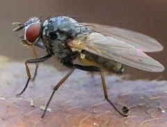 Emmesomyia