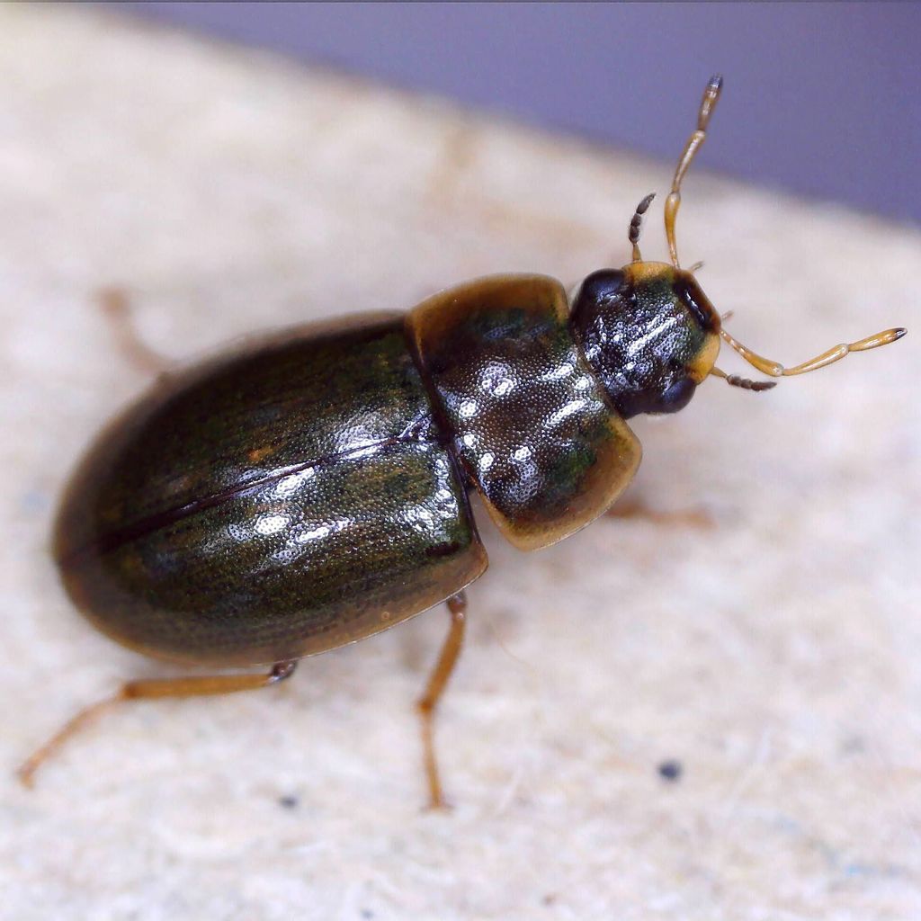 Helochares punctatus