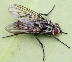 Eustalomyia festiva