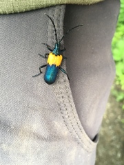 Desmocerus palliatus