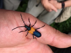 Desmocerus palliatus