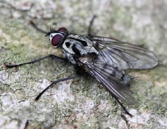 Eustalomyia hilaris
