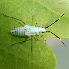 Cyllecoris histrionius