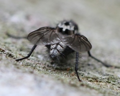 Eustalomyia hilaris
