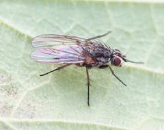 Hylemya vagans