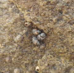 Echinolittorina placida