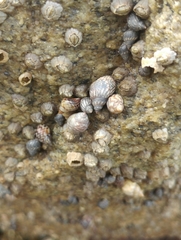 Echinolittorina placida