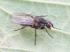Hylemya vagans