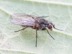 Hylemya vagans