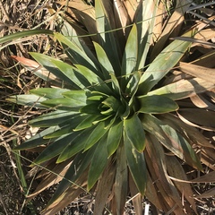 Eriocaulon ligulatum