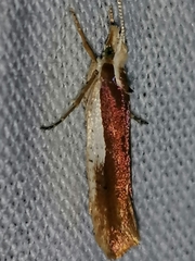 Ypsolopha parenthesella
