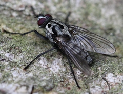Eustalomyia hilaris