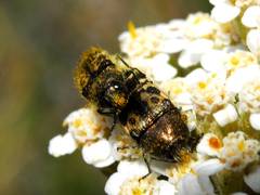 Acmaeodera