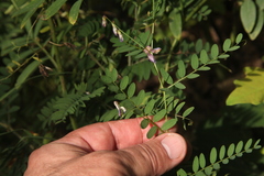 Vicia cassubica