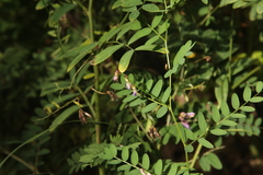 Vicia cassubica