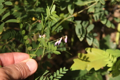 Vicia cassubica