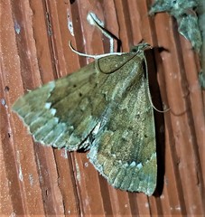 Focillidia texana