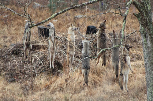 Coyote photographed in Virginia