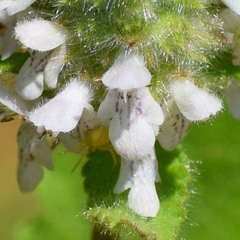 Stachys pycnantha