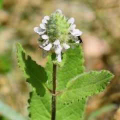 Stachys pycnantha