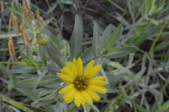 Heterotheca camporum