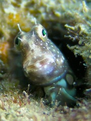 Glyptoparus delicatulus