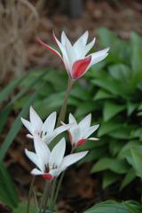 Tulipa clusiana