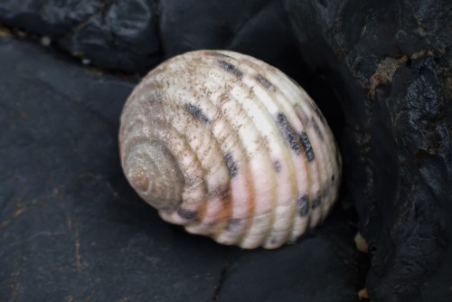 Pleated Nerite