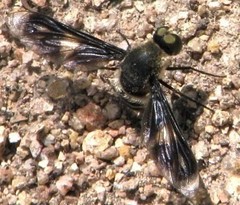 Comptosia mackerrasi