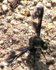 Comptosia mackerrasi