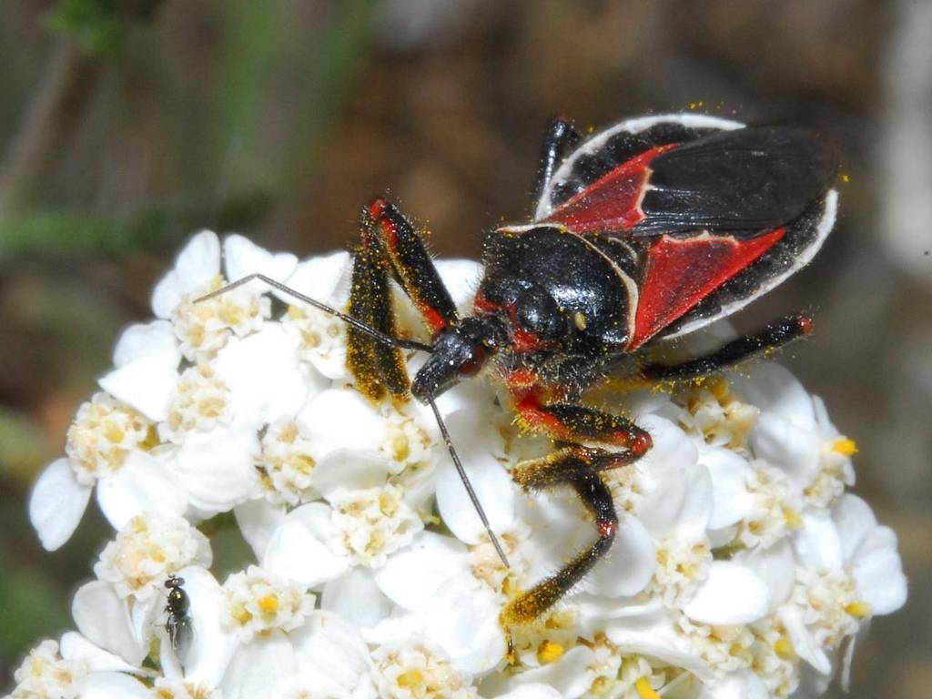 California Bee Assassin