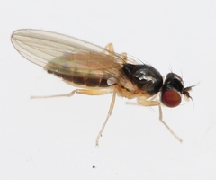 Anagnota bicolor