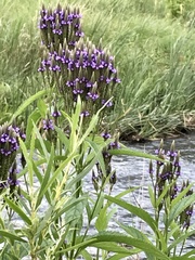 Verbena hastata