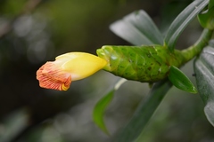 Costus pictus