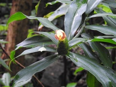 Costus pictus