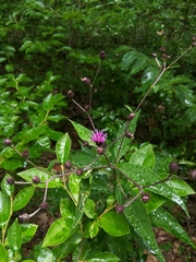 Vernonia glauca