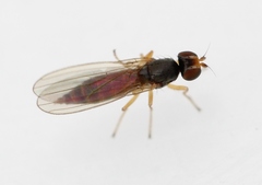 Anthomyza