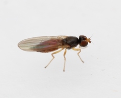 Anthomyza